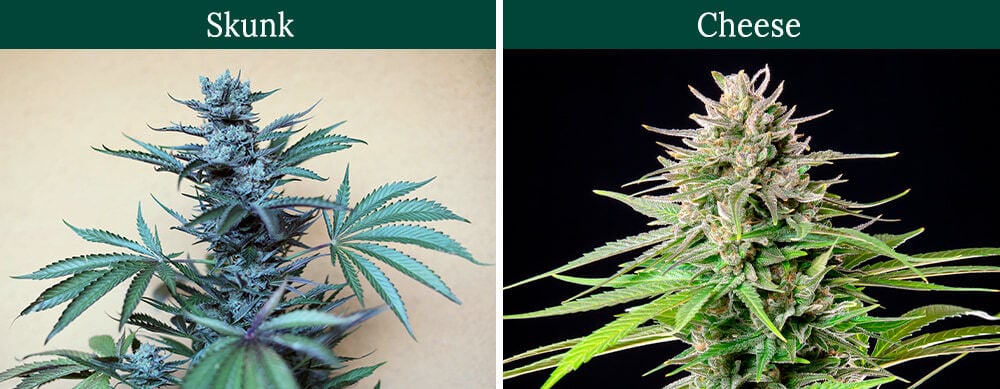 Skunk vs Chesee Cannabis Strains