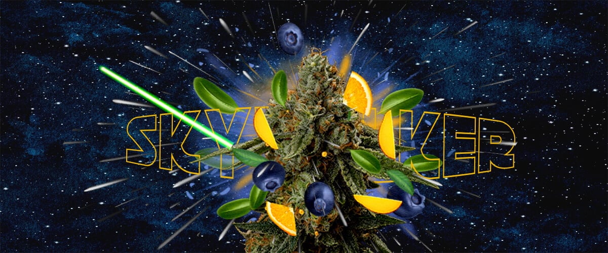 Skywalker cannabis strain with orange and blueberry flavors, green lightsabers, and a cosmic background highlighting its taste and aroma.