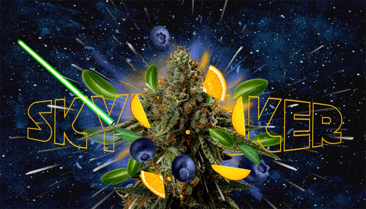 Skywalker cannabis strain with orange and blueberry flavors, green lightsabers, and a cosmic background highlighting its taste and aroma.