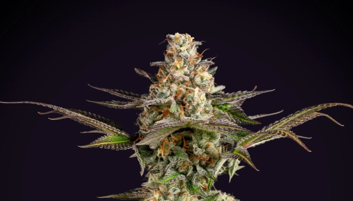 Somango XL: Dense Compact Yield Somango XL cannabis plant with a dense frosty cola, orange pistils, purple-green leaves, and compact flowering structure against a dark background.