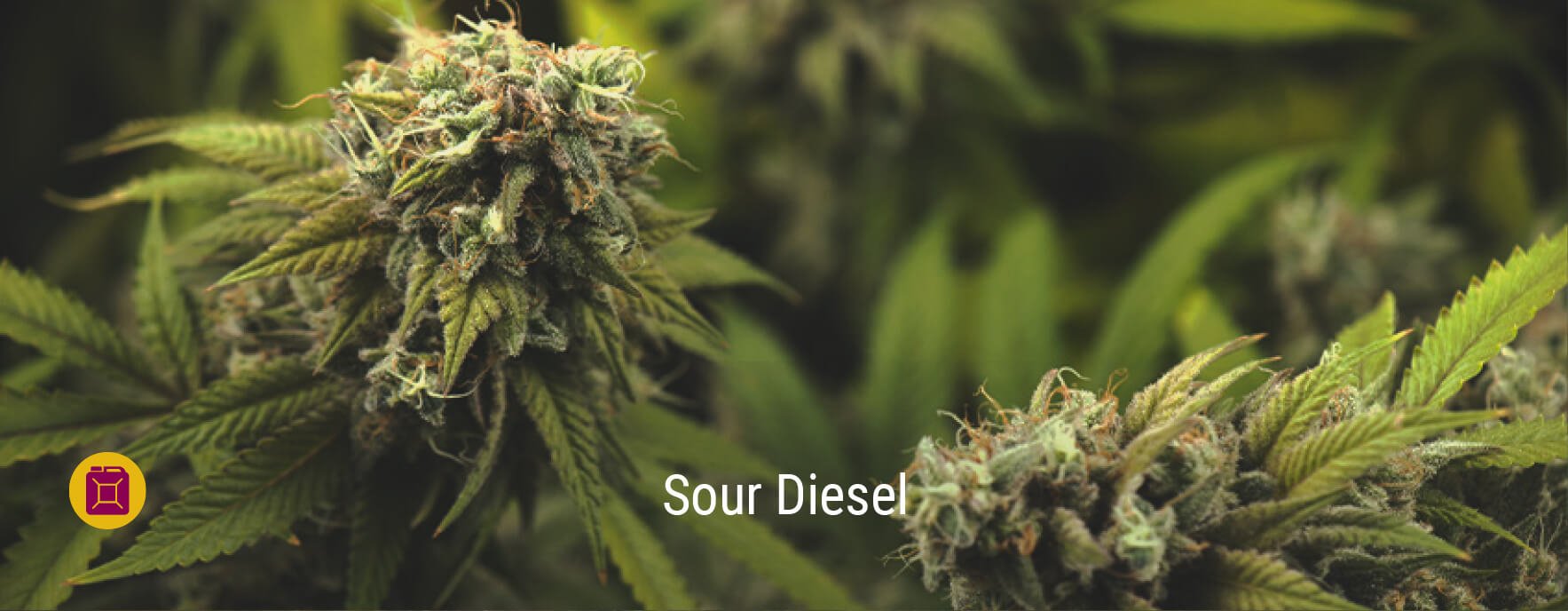 Sour Diesel