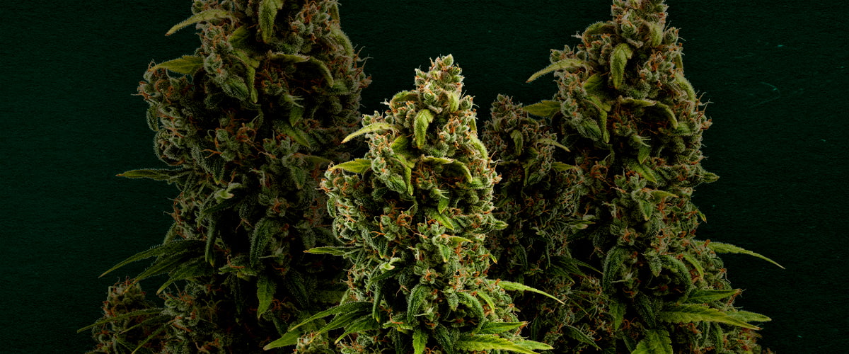 Sour Diesel: Best cannabis strain for cloning Why Sour Diesel is one of the best strains for cloning