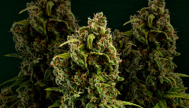 Sour Diesel: Best cannabis strain for cloning Why Sour Diesel is one of the best strains for cloning