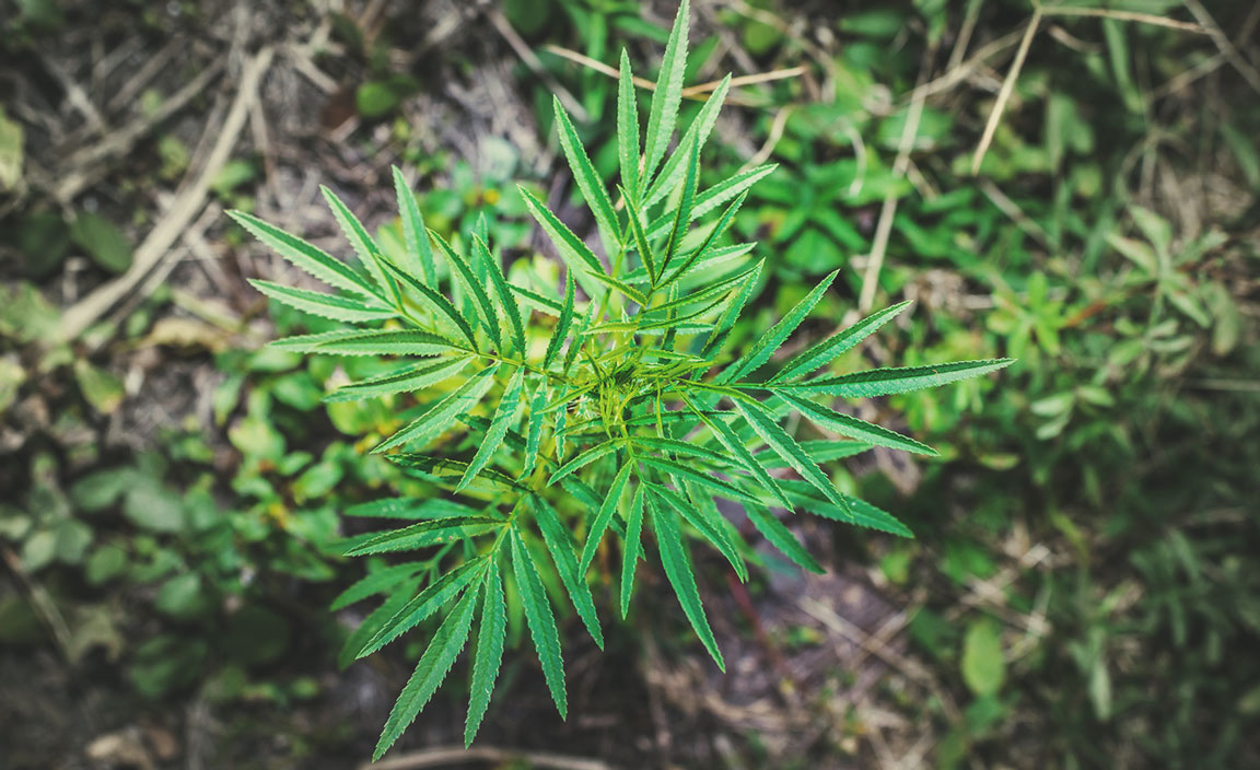 Southern Marigold (Tagetes minuta)