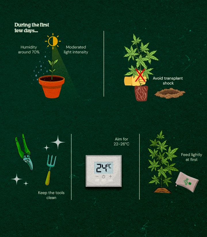 Illustrated guide to cannabis clone care: high humidity, moderate light, clean tools, optimal temperature 22-26°C, avoid transplant shock, and light feeding for healthy rooting.