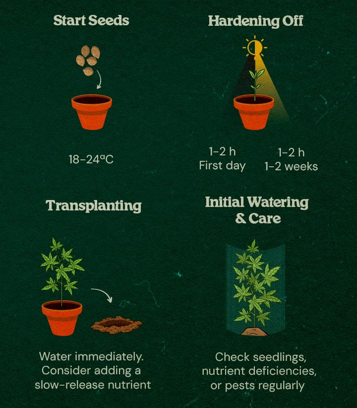 Cannabis seedlings in a forest with step-by-step guides on indoor seed starting, hardening off, transplanting, and initial care, surrounded by trees and natural cover.