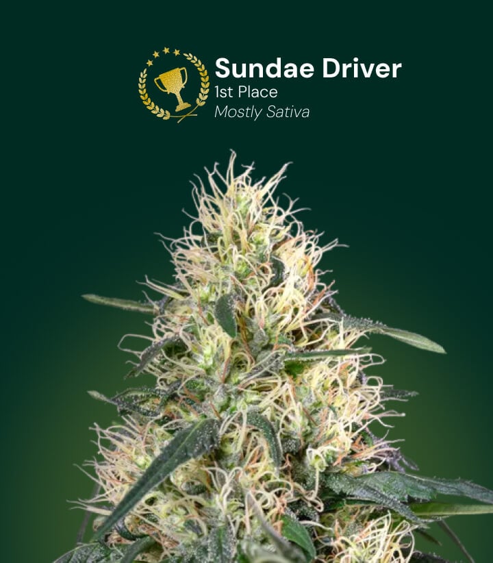 Sundae Driver cannabis flower, 1st place award winner, mostly sativa