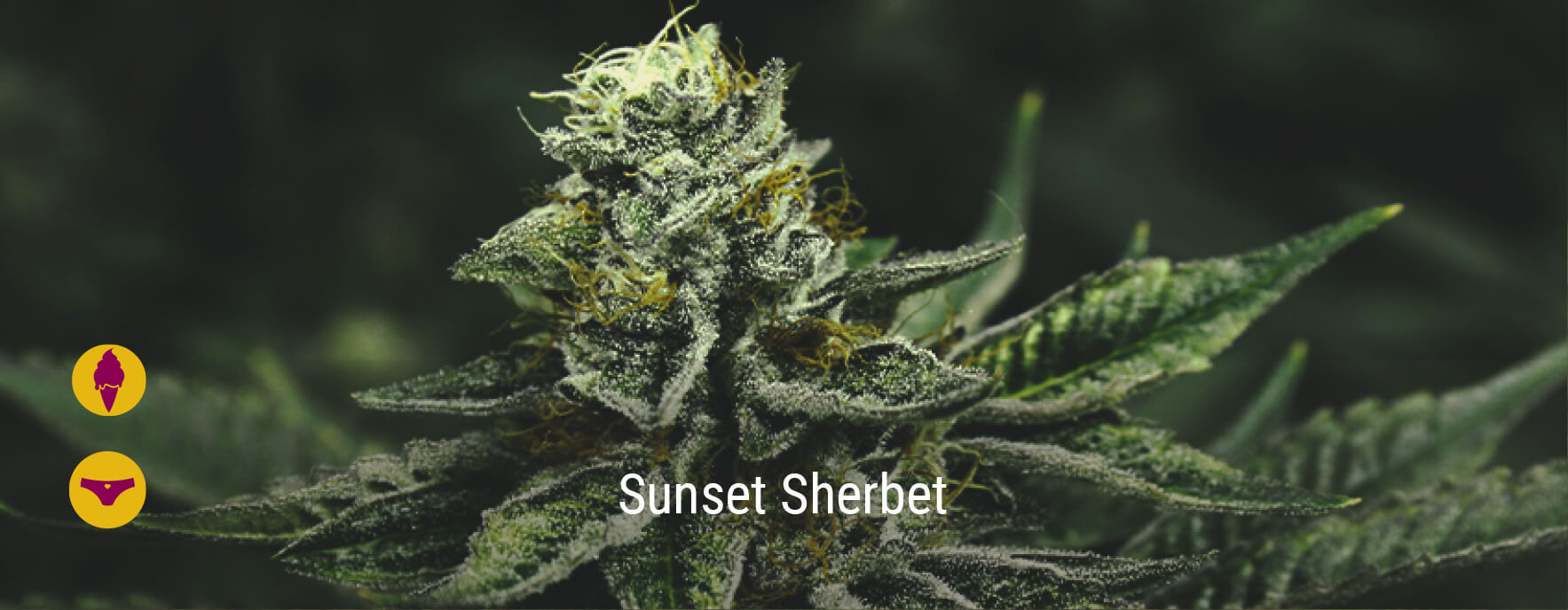 Sunset Sherbet