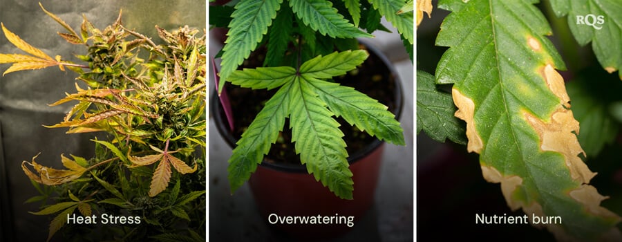 Symptom Overlap with Other Problems A collage of three cannabis plants showing