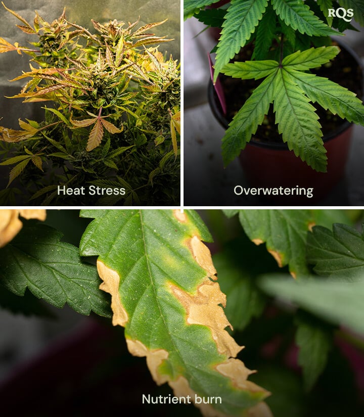 Symptom Overlap with Other Problems A collage of three cannabis plants showing