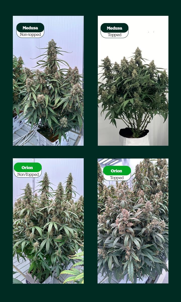 Topped vs non-topped cannabis plants comparison showing Medusa and Orion: single main cola vs multiple colas