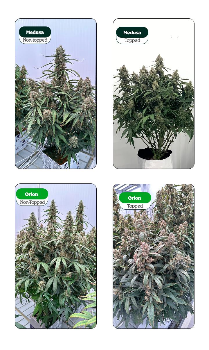 Topped vs non-topped cannabis plants comparison Topped vs non-topped cannabis plants comparison showing Medusa and Orion: single main cola vs multiple colas