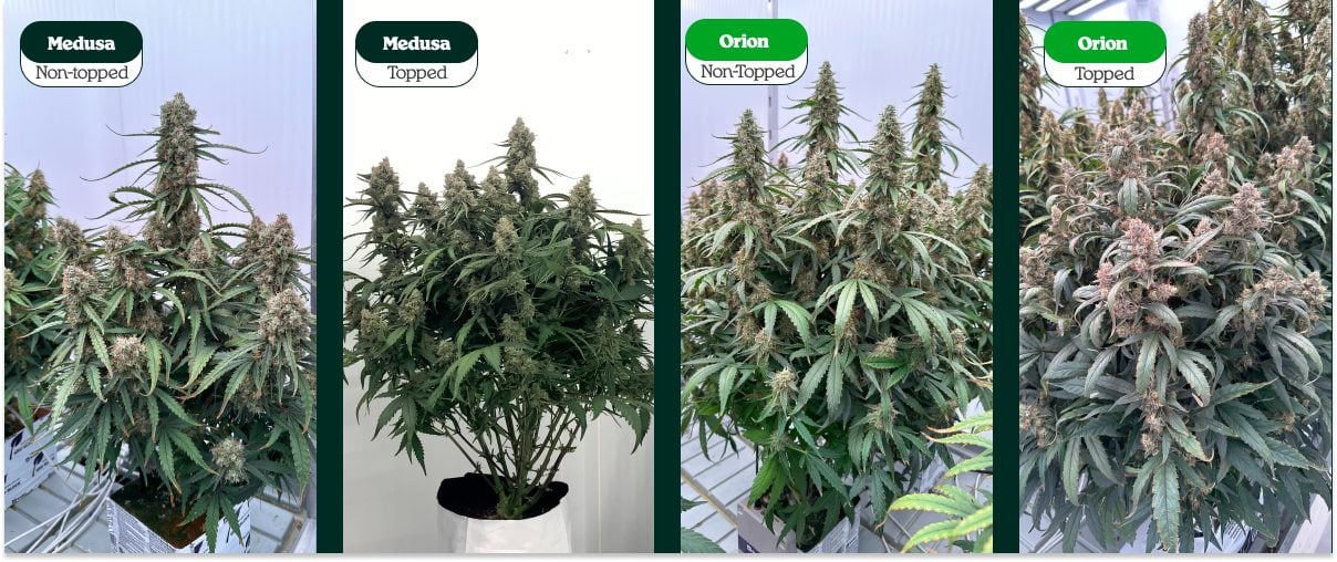 Topped vs non-topped cannabis plants comparison showing Medusa and Orion: single main cola vs multiple colas