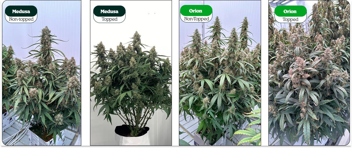 Topped vs non-topped cannabis plants comparison Topped vs non-topped cannabis plants comparison showing Medusa and Orion: single main cola vs multiple colas