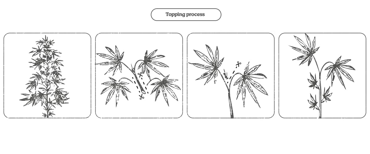 Diagram of the cannabis topping process: cutting the main tip to promote two main shoots and more colas