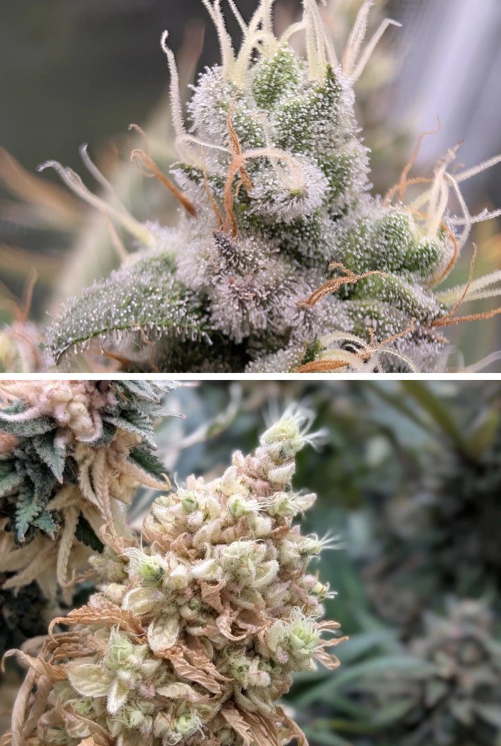 Resinous Cannabis Buds With Frosty Trichomes Close-up of resinous cannabis buds with frosty trichomes, pale pistils, and dense flowering structure.