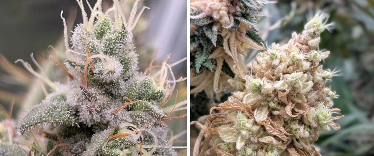 Resinous Cannabis Buds With Frosty Trichomes Close-up of resinous cannabis buds with frosty trichomes, pale pistils, and dense flowering structure.