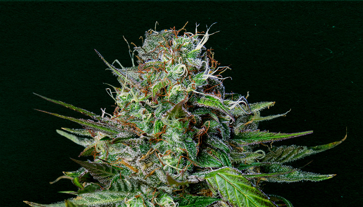 Tangie: Best cannabis strain for cloning Why Tangie is one of the best strains for cloning