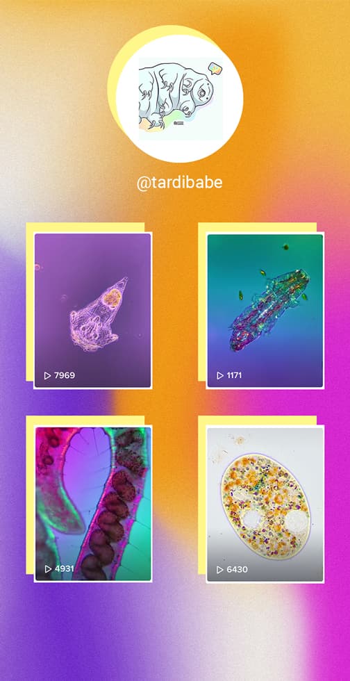 Tardibabe