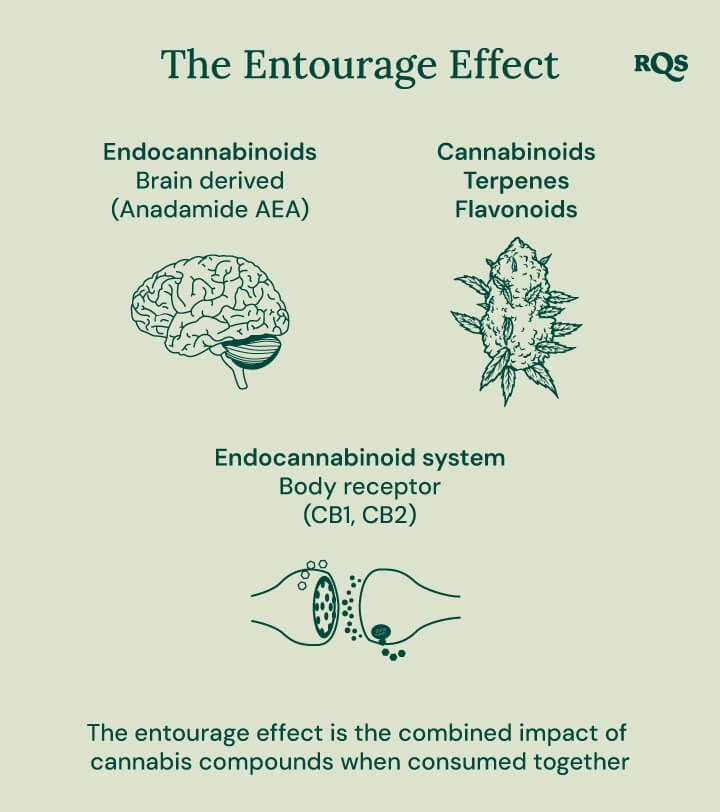 Infographic depicting how different cannabis compounds interact in the body. It illustrates the relationship between endocannabinoids, cannabinoids, terpenes, flavonoids, and the endocannabinoid system's body receptors. The diagram shows a brain, a cannabis bud, and cell receptors to represent how these elements work together.