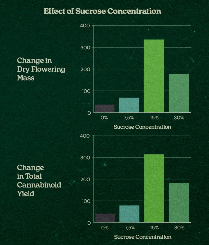 PSIS results chart sucrose concentration boosts cannabis bud weight and cannabinoids Graph showing effect of sucrose concentration in PSIS technique up to 31% increase in flower dry mass and 34% higher total cannabinoid yield at 15% to 30% sucrose