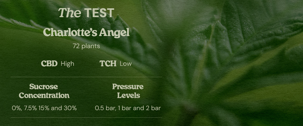 PSIS experiment Charlotte’s Angel CBD strain test parameters Charlotte’s Angel PSIS test design 72 high CBD low THC plants testing sucrose concentrations 0% 7.5% 15% 30% and pressure levels 0.5 bar 1 bar 2 bar