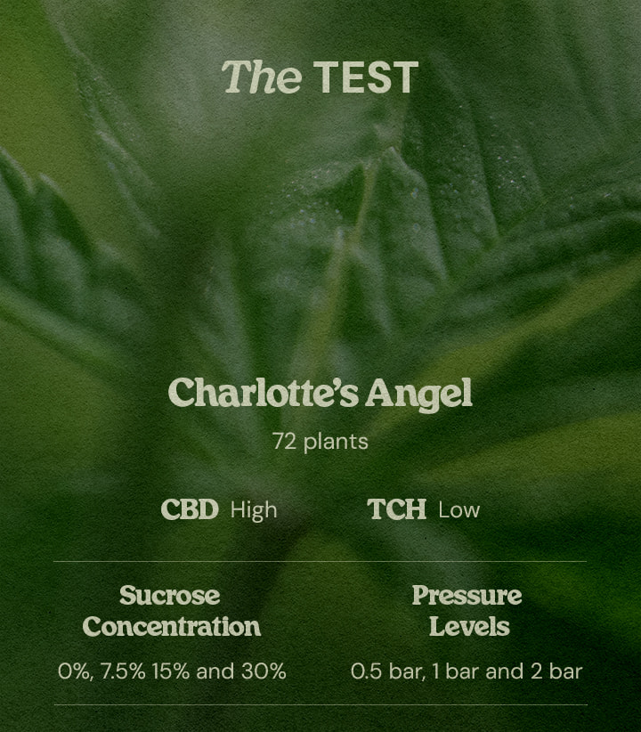PSIS experiment Charlotte’s Angel CBD strain test parameters Charlotte’s Angel PSIS test design 72 high CBD low THC plants testing sucrose concentrations 0% 7.5% 15% 30% and pressure levels 0.5 bar 1 bar 2 bar
