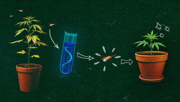 Cannabis plants with test tube and whiteflies on green background, depicting CCYV transmission process.