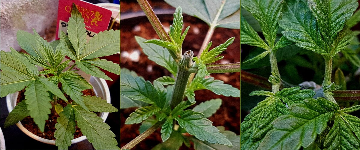 5-step collage showing how to top cannabis plants: seedling, cutting top tip, post-cut stem, new growth with stake, early branching.