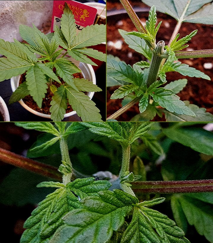 Topped vs Non Topped