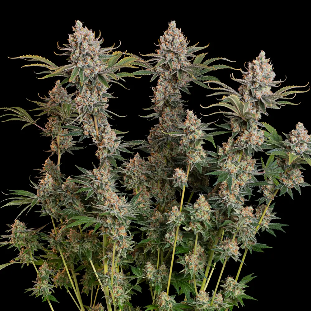 Trainwreck Auto