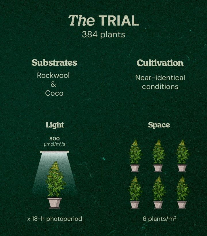 Infographic of Gaia F1 cannabis trial featuring 384 plants under 800 μmol/m²/s LED light, 18-hour photoperiod, in rockwool and coco substrates, near-identical conditions, 6 plants per m².