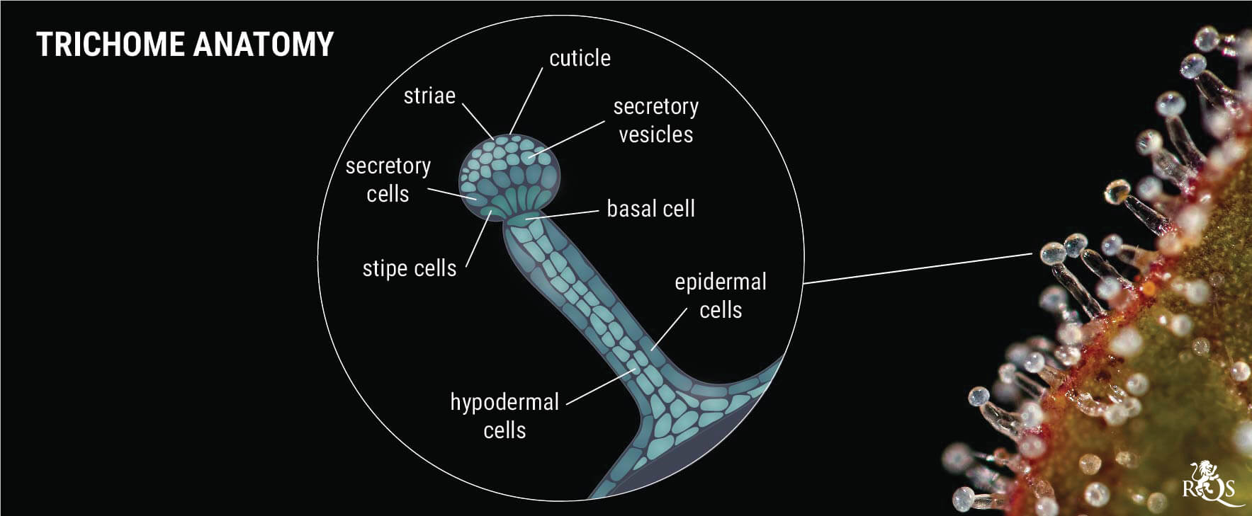 Genetics: The Key to Resinous Buds Genetics: The Key to Resinous Buds