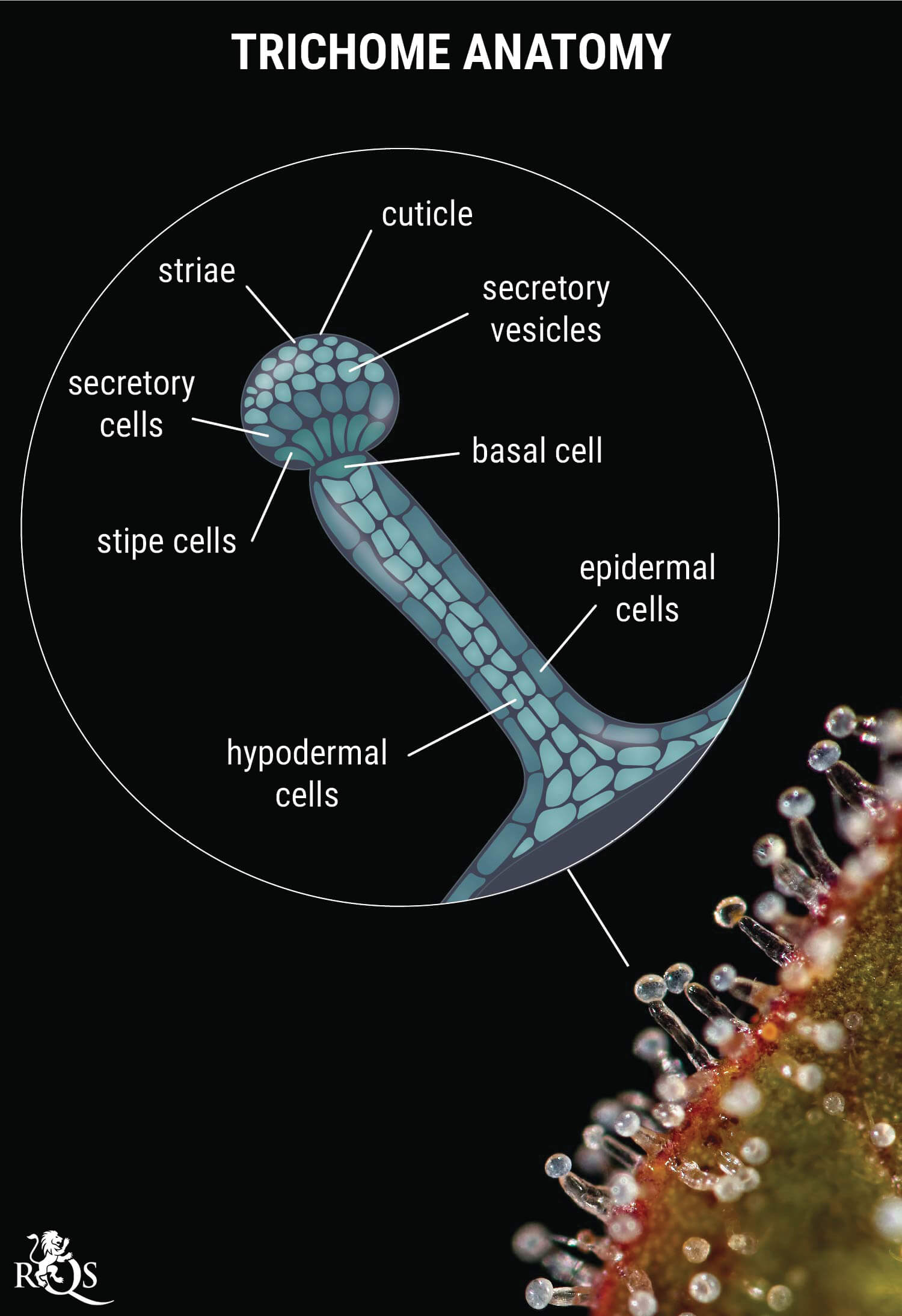 Genetics: The Key to Resinous Buds