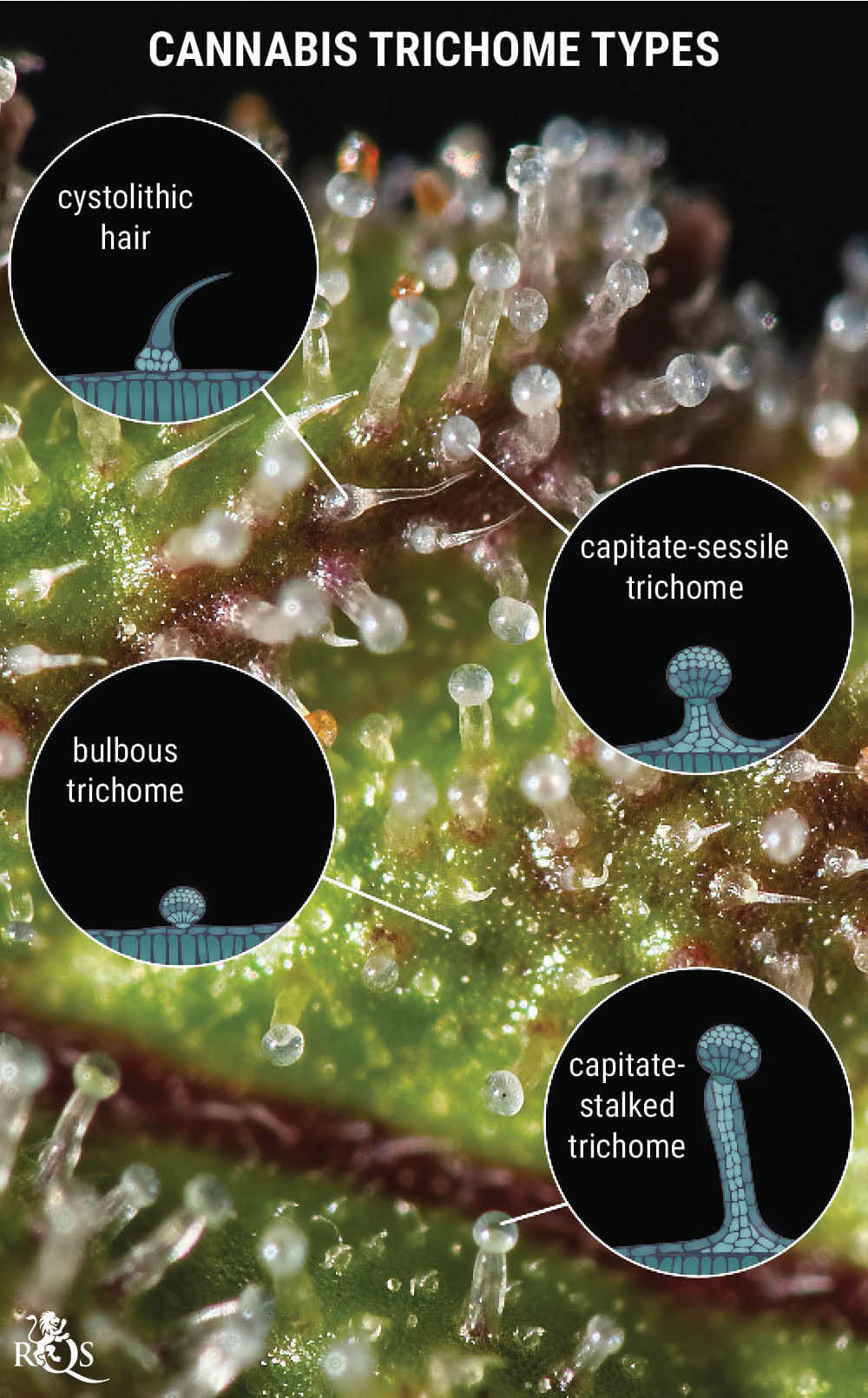 Genetics: The Key to Resinous Buds Genetics: The Key to Resinous Buds