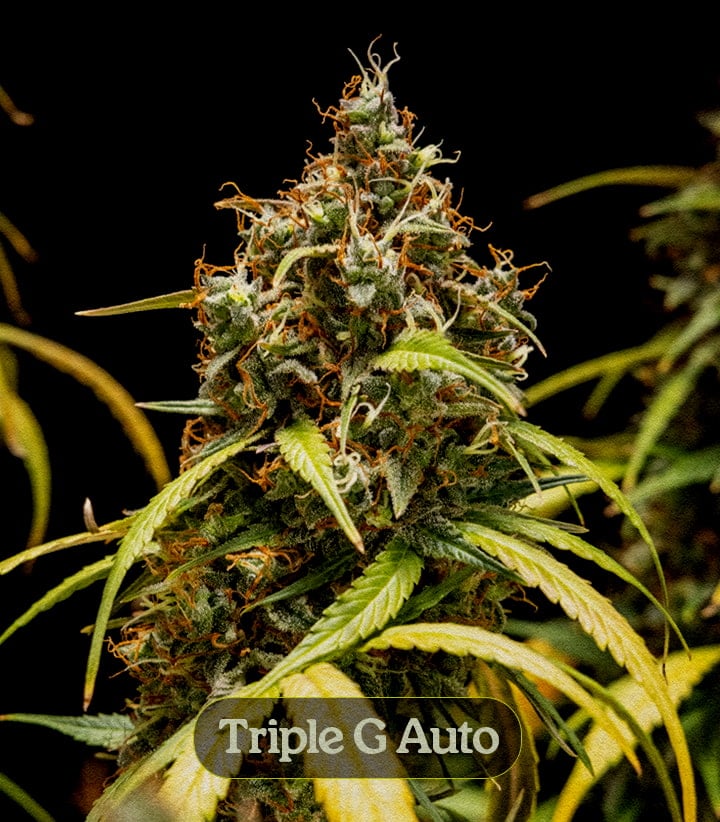 Triple G Auto Triple G Auto