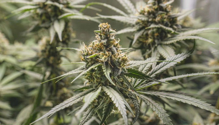 Tropical Mirage: Compact High-THC Strain Tropical Mirage cannabis plant with dense resinous buds, orange pistils, frosty leaves, and compact flowering growth.