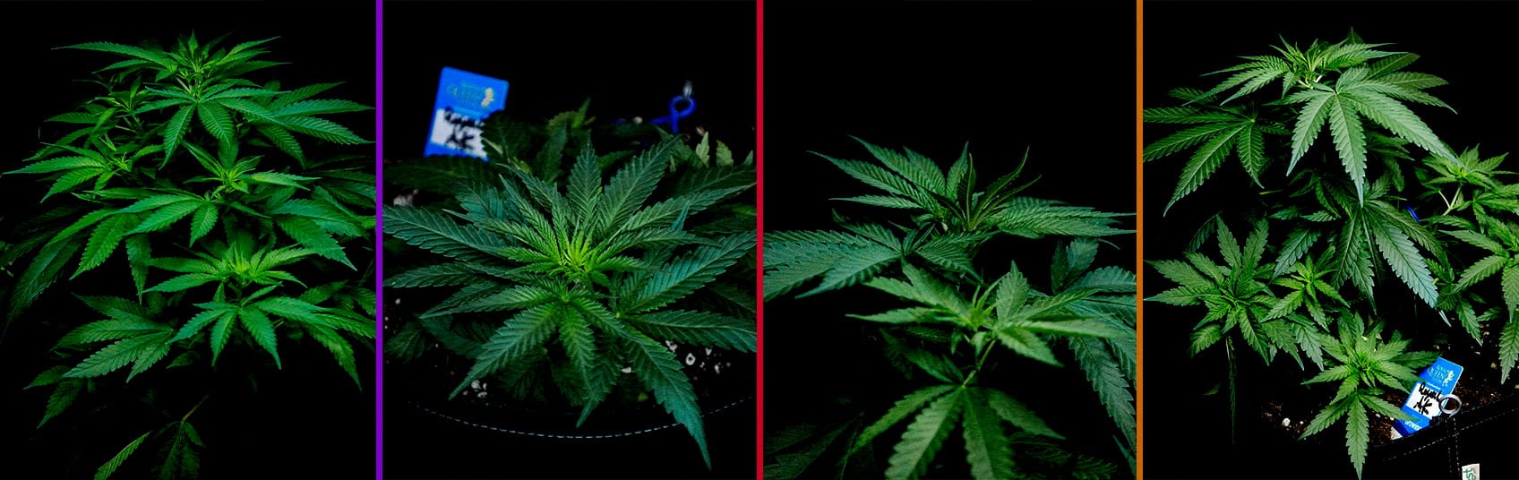 An illustration of a Royal AK cannabis plant in the vegetative phase, showing healthy shoots and branches with a green background, guiding growers through the growth optimization process.