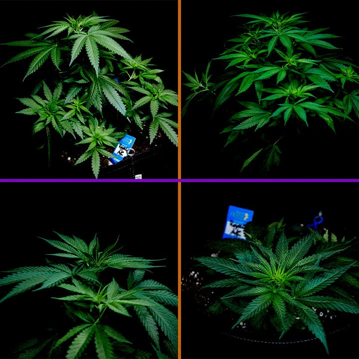 An illustration of a Royal AK cannabis plant in the vegetative phase, showing healthy shoots and branches with a green background, guiding growers through the growth optimization process.