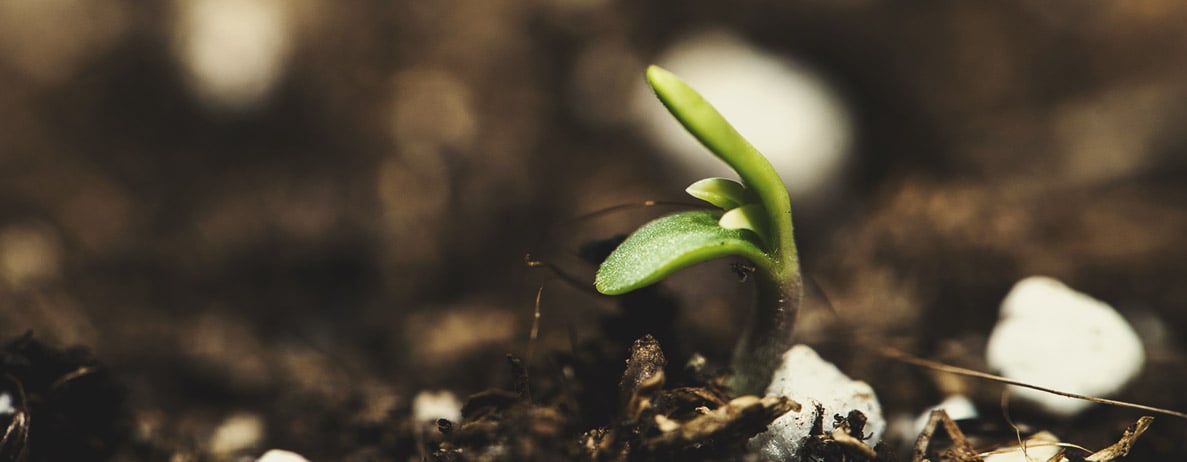 Seedling Stage (Week 1)