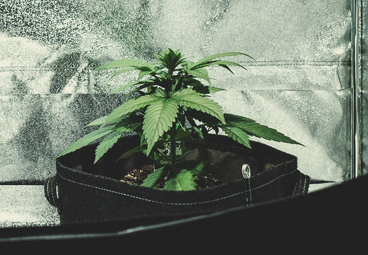 Vegetative Stage (Week 2)