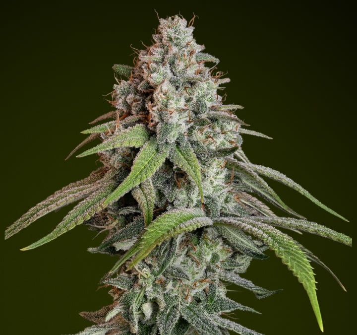 White Widow cannabis bud with frosty trichomes and pale green tones, known for its mild flavour and balanced effects ideal for all-purpose edibles