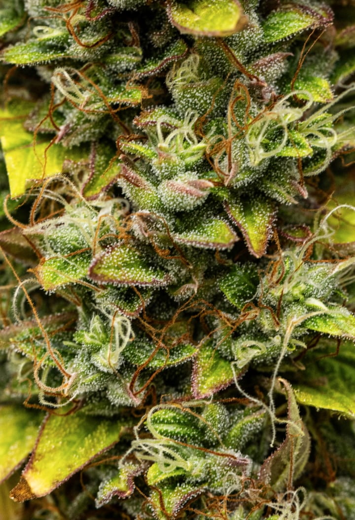 Close-up of Wedding Cake Auto cannabis buds during week 12 of the grow report, showing harvest-ready resinous flowers, dense trichome coverage, orange pistils, and fading late-flowering leaves.
