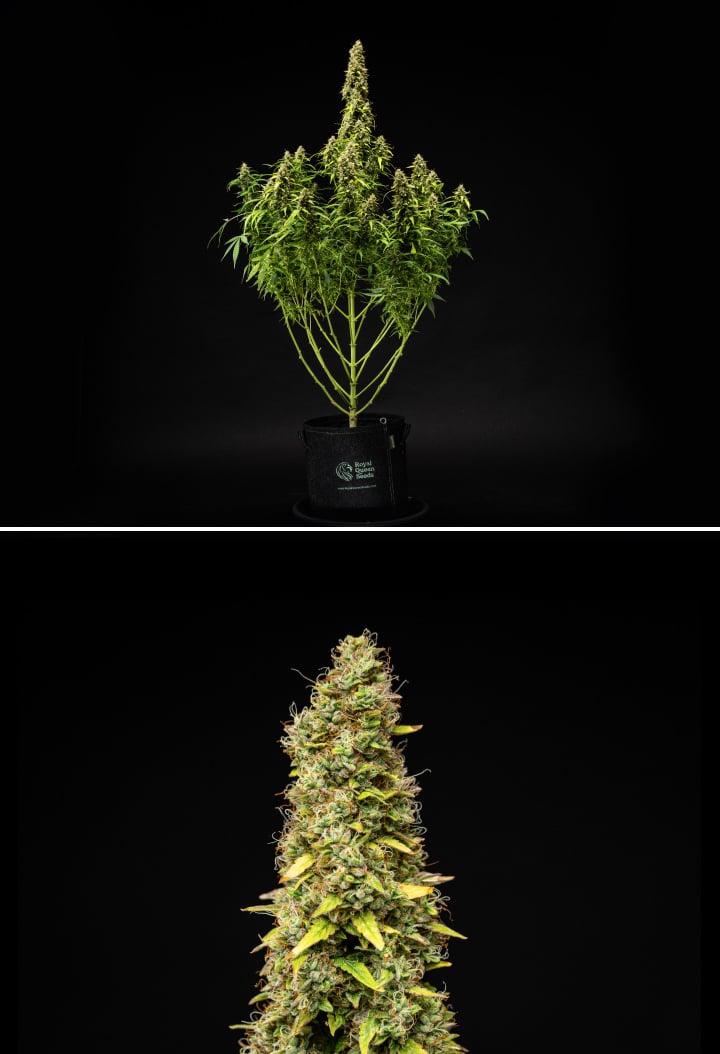 Wedding Cake Auto cannabis plant during week 11 of the grow report, showing a tall mature structure, dense resinous buds, orange pistils, fading leaves, and final ripening against a black background.