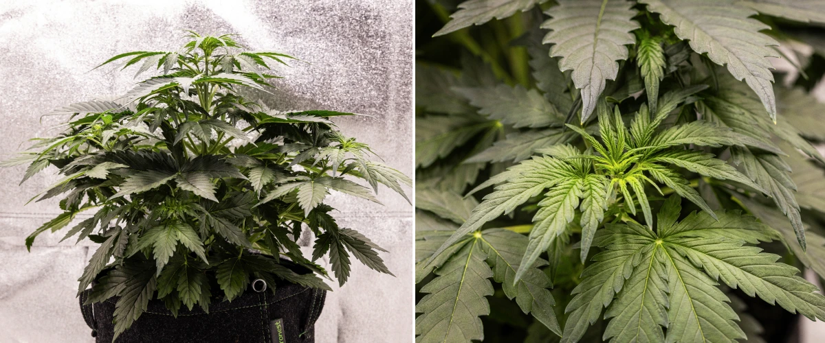 Wedding Cake Auto cannabis plant growing in a fabric pot during week 3 of the grow report, showing dense green foliage, compact bushy structure, new upper growth, and early pre-flowering development.