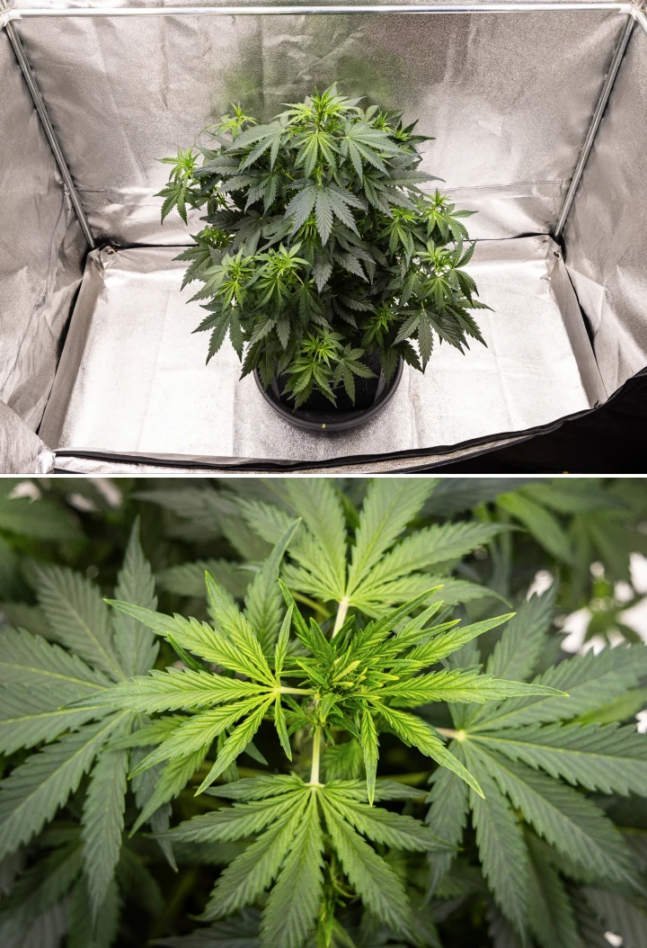 Wedding Cake Auto cannabis plant growing in a fabric pot during week 5 of the grow report, showing strong vertical growth, early bud development, healthy green foliage, and multiple flowering sites.