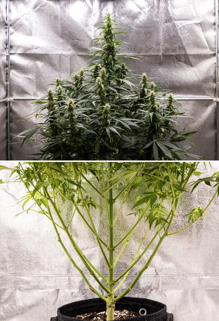 Wedding Cake Auto cannabis plant during week 7 of the grow report, showing tall flowering colas, strong branch structure, trimmed lower growth, healthy stems, and developing buds.