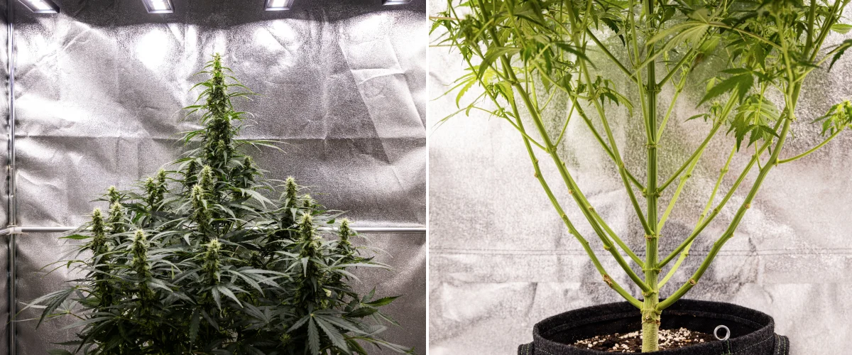 Wedding Cake Auto cannabis plant during week 7 of the grow report, showing tall flowering colas, strong branch structure, trimmed lower growth, healthy stems, and developing buds.