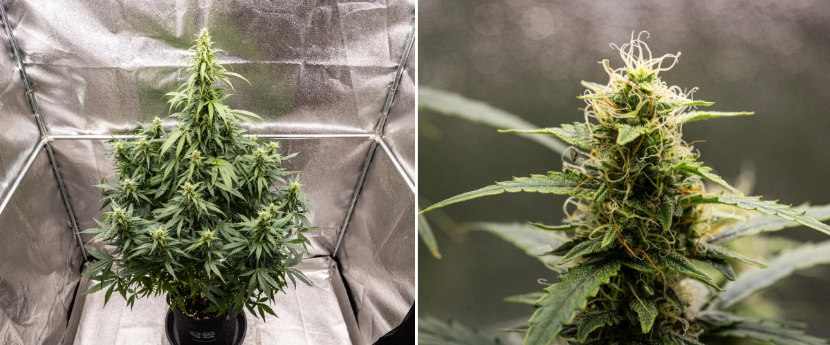 Wedding Cake Auto cannabis plant during week 8 of the grow report, showing resinous bud development, white and orange pistils, healthy sugar leaves, and tall flowering colas.