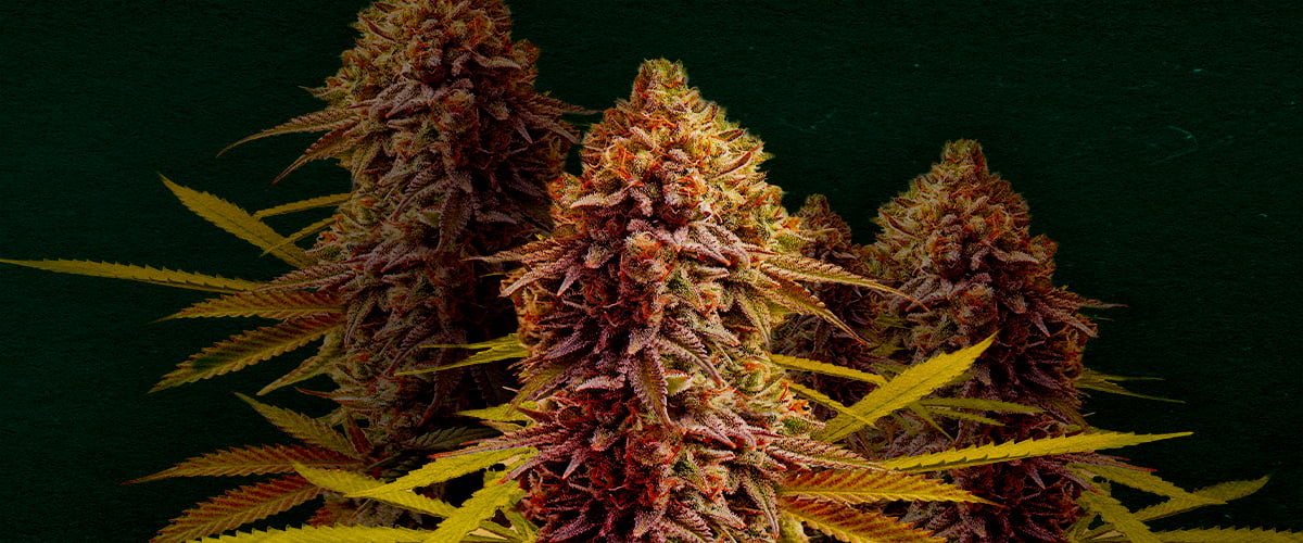 Wedding Cake: Best cannabis strain for cloning Why Wedding Cake is one of the best strains for cloning